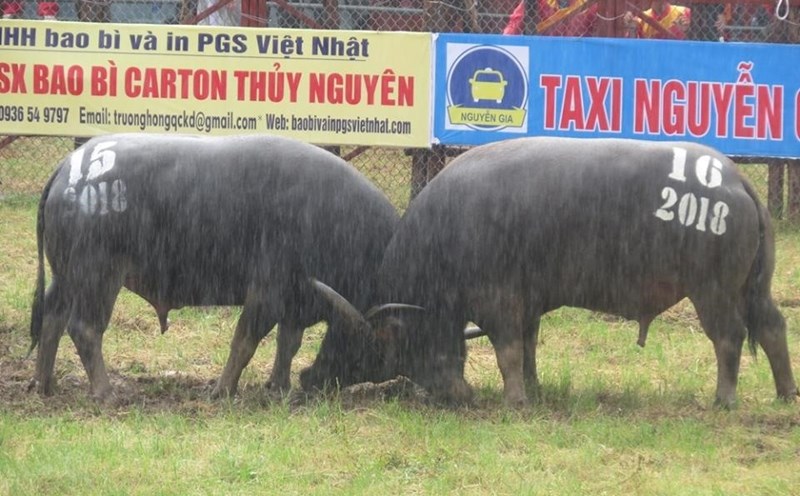 Lễ hội chọi trâu Đồ Sơn, Hải Phòng sẽ bắt đầu phần thi đấu vào ngày 7.9.