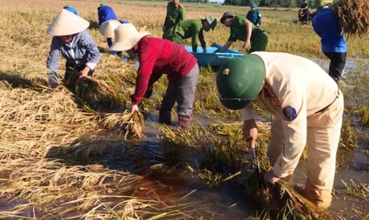 Chiến sỹ Công an huyện Cẩm Xuyên cùng đoàn viên thanh niên xã Cẩm Thành, Đoàn trường THPT Cẩm Bình gặt lúa bị ngập lụt giúp nông dân. Ảnh: CTV