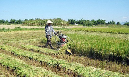 Chuyển đất trồng lúa sang đất phi nông nghiệp (trong đó có đất ở) mà không được cơ quan có thẩm quyền cho phép thì phạt tiền. Ảnh TL.