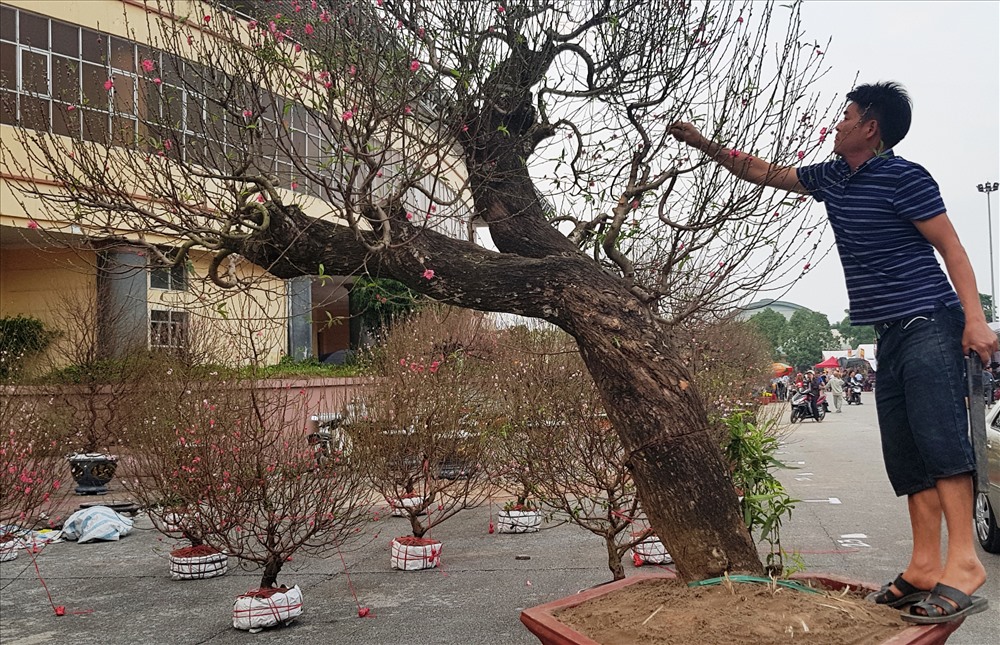 Một trong những gốc "đào khủng" được giao bán với giá trên 100 triệu đồng. Ảnh: NT