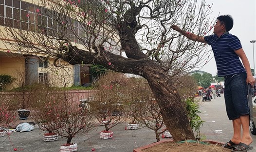 Một trong những gốc "đào khủng" được giao bán với giá trên 100 triệu đồng. Ảnh: NT