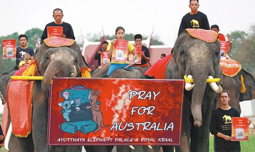 Nhóm 10 sinh viên cưỡi voi vào ngày 13.1. ở Ayutthaya, Thái Lan cầu nguyện cho Australia khi thảm kịch cháy rừng diễn ra. Ảnh: Reuters