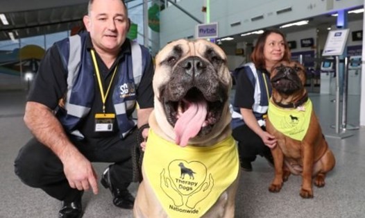 Những chú chó điều trị hỗ trợ tâm lý tại sân bay quốc tế Southampton. Ảnh: Therapy Dogs Nationwide