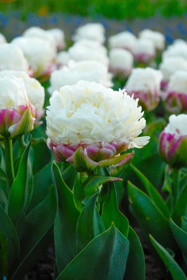 DỊCH VỤ VẬN CHUYỂN HOA TẾT – HOA MẪU ĐƠN VÀ VẬN CHUYỂN HÀNG CONTAINER TỪ CẢNG TP.HCM ĐI CÁC TỈNH HCM, HÀ NỘI, ĐÀ NẴNG