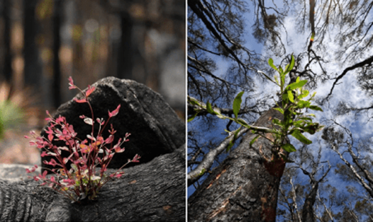 Dấu hiệu sự sống mới - các mầm cây đâm chồi từ những cây bị cháy rụi. Ảnh: AFP