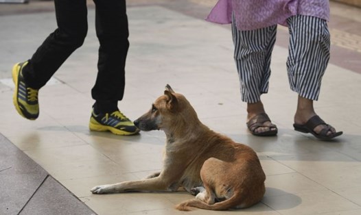 Chó "đi lạc" vào bệnh viện giết chết em bé sơ sinh ở Ấn Độ. Ảnh: AFP