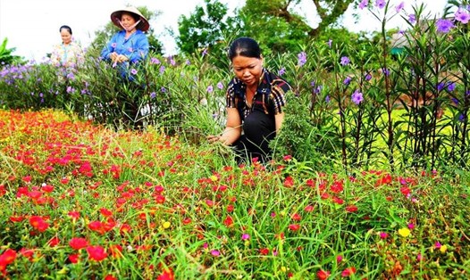 LĐLĐ huyện Yên Khánh (Ninh Bình) tổ chức trồng hoa tại Cụm công nghiệp Khánh Nhạc (huyện Yên Khánh, Ninh Bình). Ảnh: NT