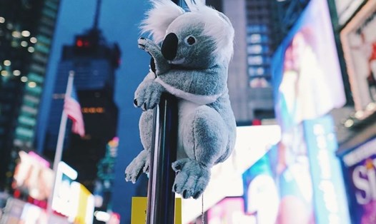 Gấu bông Koala ở quảng trường Time. New York. Ảnh: koalasofnyc