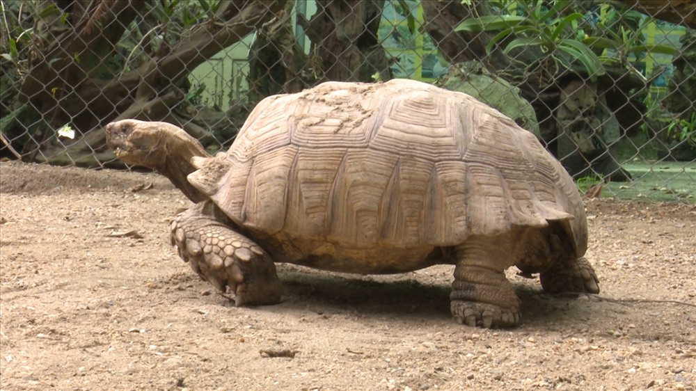 Trào lưu nuôi rùa cạn khổng lồ làm thú cưng dịp Tết Nguyên đán