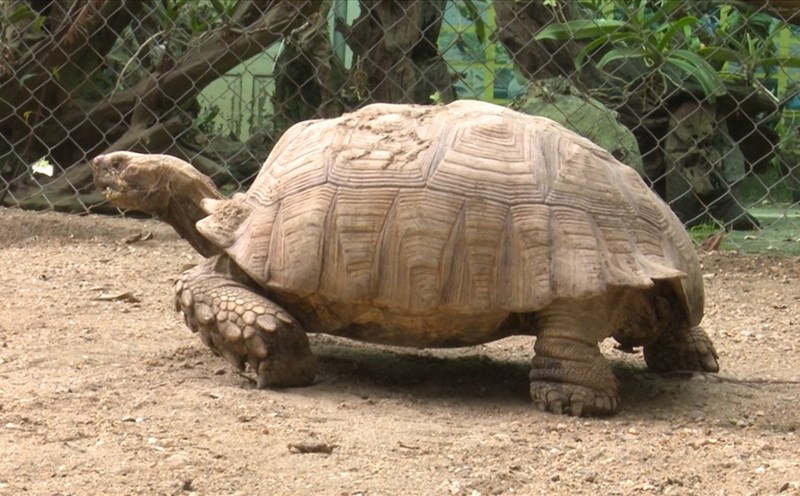 Trào lưu nuôi rùa cạn khổng lồ làm thú cưng dịp Tết Nguyên đán