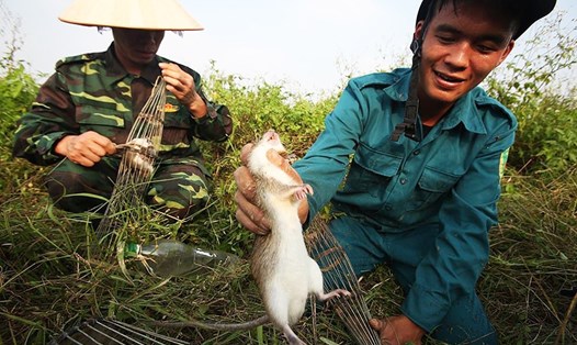 Nông dân vùng Thạch Thất (Hà Nội) bắt chuột đồng. Ảnh: Hải Nguyễn