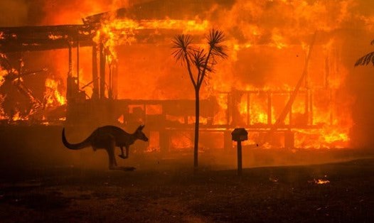 Cháy rừng Australia gây thiệt hại nghiêm trọng. Ảnh: NYT