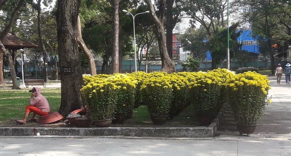 Một điểm bán hoa Cúc trong Công viên Lê Văn Tám, 10 giờ ngày 29 Tết vẫn vắng hoe. Ảnh: QUỲNH NHƯ Một điểm bán hoa Cúc trong Công viên Lê Văn Tám, 10 giờ ngày 29 Tết vẫn vắng hoe. Ảnh: QUỲNH NHƯ