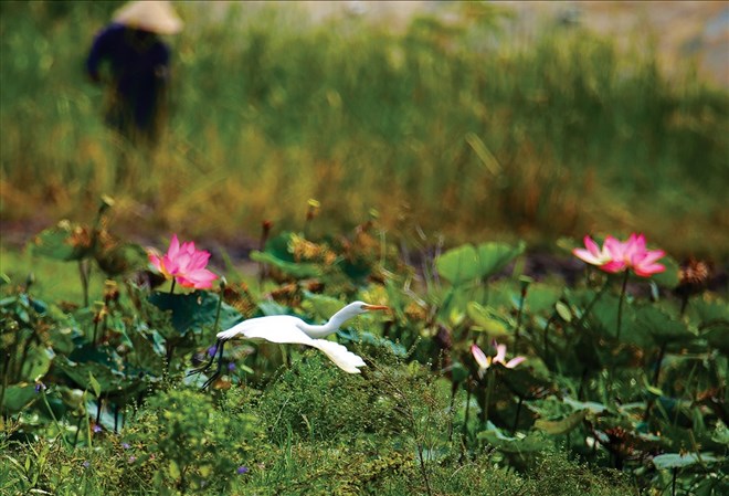 Scattered birds of the sky