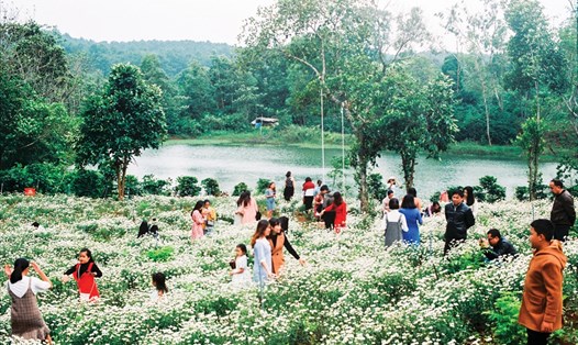 Có một mùa cúc họa mi nở rộ tại Khe Sanh.