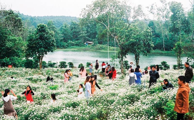 Có một mùa cúc họa mi nở rộ tại Khe Sanh.