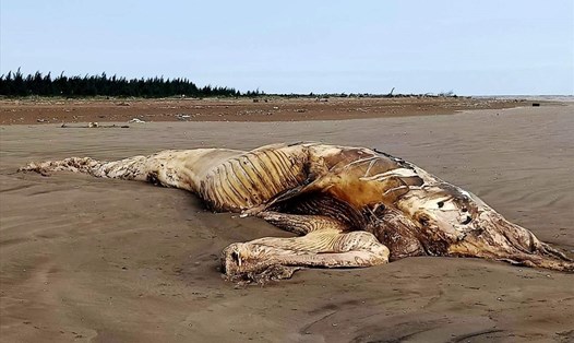 Xác cá voi được người dân phát hiện tại bờ biển Cồn Nổi, huyện Kim Sơn. Ảnh: NT