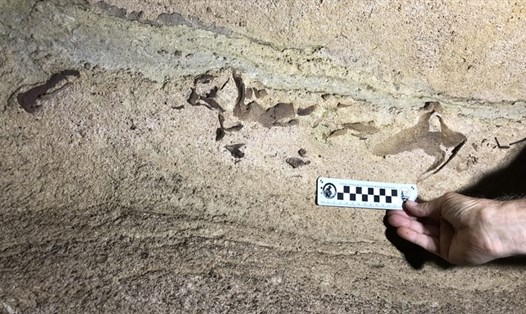 Hóa thạch đầu cá mập 330 triệu năm mới được khám phá ở trong công viên quốc gia hang Mammoth ở bang Kentucky, miền Nam nước Mỹ. Ảnh: CNN