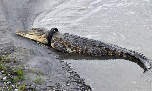 Một con cá sấu bị lốp xe máy tròng vào cổ  bên bờ sông Palu, Trung Sulawesi, Indonesia vào ngày 22.1. Ảnh: CNN