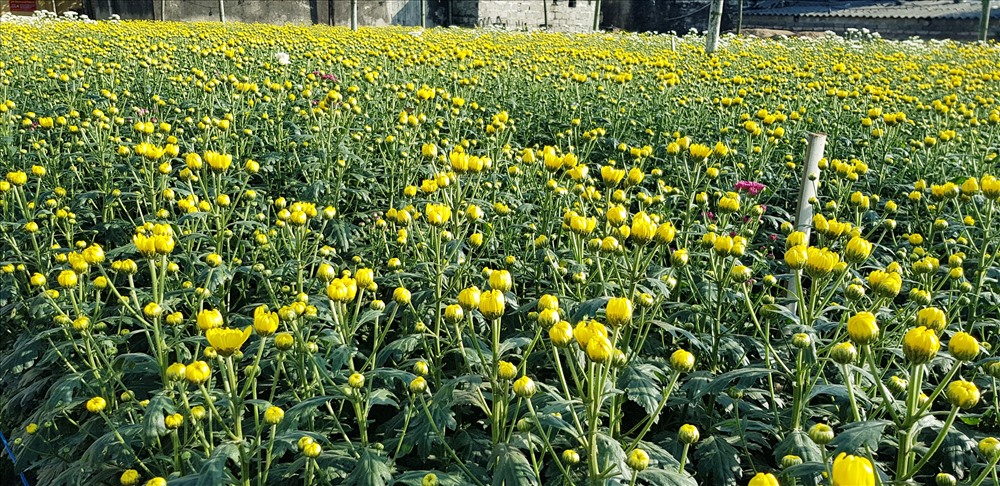 Làng hoa Ninh Phúc (thuộc xã Ninh Phúc, thành phố Ninh Bình) được hình thành và phát triển hơn 40 năm nay. Ảnh: NT