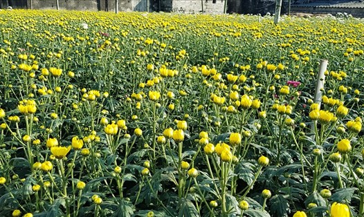 Làng hoa Ninh Phúc (thuộc xã Ninh Phúc, thành phố Ninh Bình) được hình thành và phát triển hơn 40 năm nay. Ảnh: NT