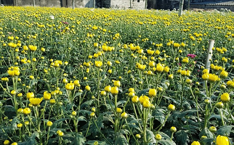 Làng hoa Ninh Phúc (thuộc xã Ninh Phúc, thành phố Ninh Bình) được hình thành và phát triển hơn 40 năm nay. Ảnh: NT