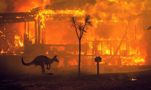 Cháy rừng nghiêm trọng tại Australia. ảnh: CNN
