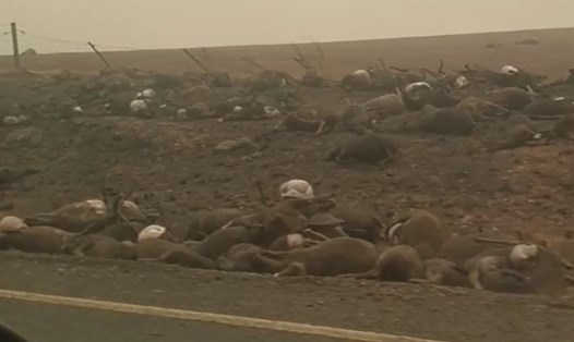 Xác của hàng nghìn con gấu túi, kangaroo và cừu la liệt sau đám cháy rừng. Ảnh: Mail.