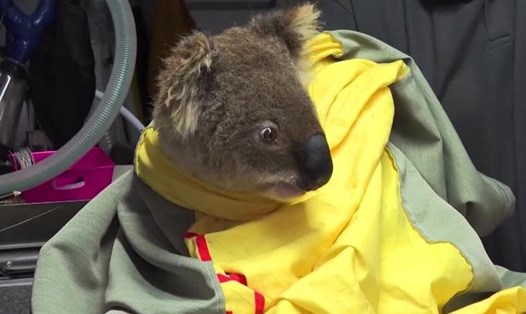 Một con gấu túi Koala may mắn được cứu sống. Ảnh: CNN