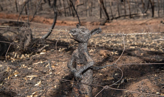 Bức ảnh con kangaroo bé bỏng chết cháy gây chấn động thế giới. Ảnh: EN24