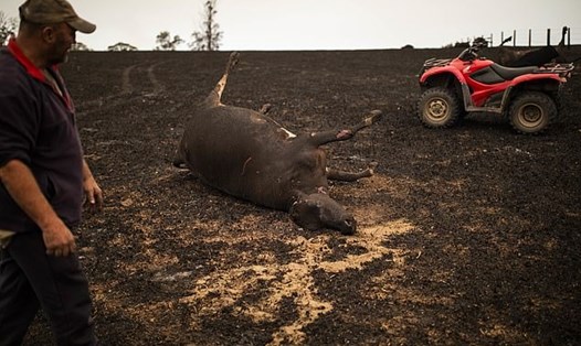 Hơn 100.000 con cừu và gia súc bị chết vì cháy rừng ở Australia. Ảnh: Mail.