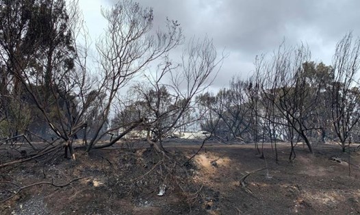 Diện tích rừng bị cháy ở Australia lớn hơn cả diện tích Bỉ và Haiti gộp lại. Ảnh: CNN.