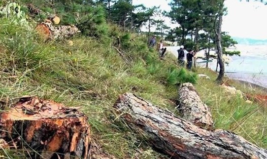 Một vụ phá rừng làm mất rừng ở Đà Lạt, Lâm Đồng. Ảnh minh họa/Lao Động