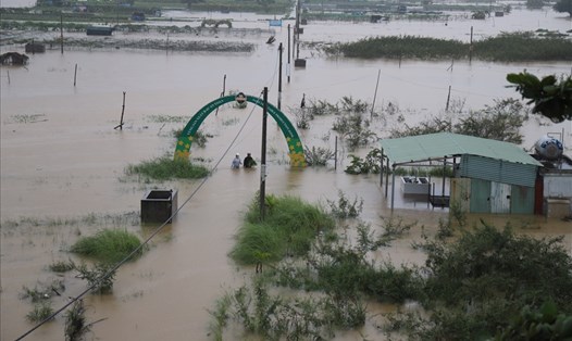 Hơn 50 ha rau của nông dân Đà Nẵng bị ngập sâu do mưa bão. Ảnh: Hữu Long