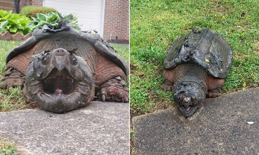 Con rùa cá sấu nặng 30kg với vẻ ngoài hung dữ được bắt gặp bò lang thang trên đường phố Mỹ. Ảnh: NY Post