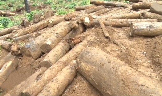 Một vụ phá rừng, chôn lấp gỗ ở huyện Bảo Lâm. Ảnh: Linh Đan
