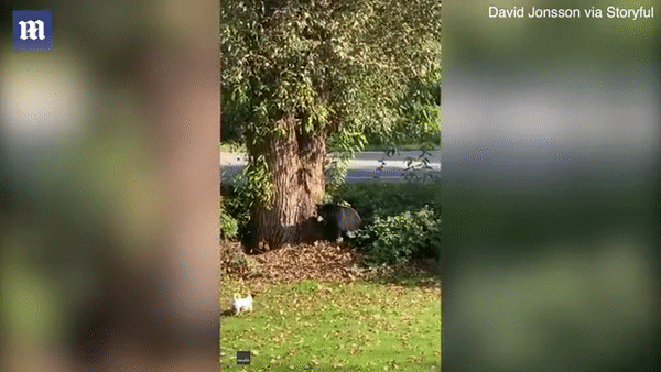 Con gấu nhát gan định trèo lên cây để trốn. Ảnh: Daily Mail