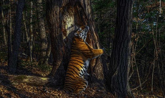 Bức ảnh đoạt giải Nhiếp ảnh gia Động vật hoang dã của năm. Ảnh: Wildlife Photographer of the Year