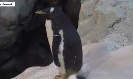 Olde trở thành chú chim cánh cụt nhiều tuổi nhất thế giới. Ảnh chụp màn hình