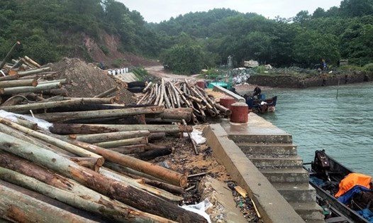 Người dân xã Vĩnh Trung (TP.Móng Cái, tỉnh Quảng Ninh) chuẩn bị cọc gỗ, cọc tre để quây bãi, chằng bè nuôi trồng thủy sản ở những vùng nước khi chưa có quy hoạch, được phép của chính quyền địa phương. Ảnh: T.N.D