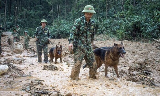 Chó nghiệp vụ tìm kiếm những người mất tích tại Tiểu khu 67, Trạm kiểm lâm Sông Bồ bị sạt lở. Ảnh: Bộ Đội Biên phòng