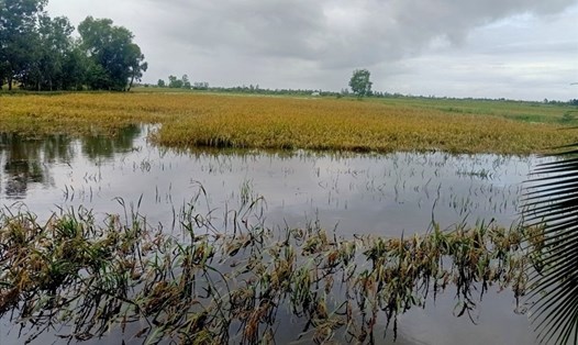 Lúa hè thu đến ngày thu hoạch thì bị ngập do mưa bão, gây thiệt hại lớn cho bà con nông dân huyện Vĩnh Thuận (Kiên Giang). Ảnh: PV