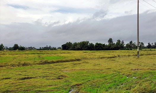 Cánh đồng lúa chín bị sập nhưng không thu hoạch được do không thể đưa máy gặt đập liên hợp vào đồng ruộng (ảnh Nhật Hồ)