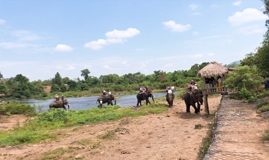 Rất nhiều du khách trong nước đến du lịch Đắk Lắk đã không còn quá thích thú với du lịch cưỡi voi. Ảnh minh họa: Minh Thuận