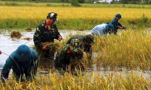 Bộ đội giúp dân cắt lúa sau đợt mưa lớn kéo dài nhiều ngày liền tại Cà Mau (ảnh Anh Quốc)