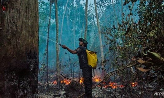 Cháy rừng ở Amazon của Brazil trong tháng 9 tăng 61% so với cùng kì năm ngoài. Ảnh: AFP