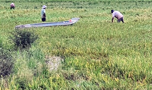 Mưa kéo dài, lúa bị sập không thu hoạch bằng máy được, người dân móc từng cọng lúa ở Bạc Liêu (ảnh Nhật Hồ)