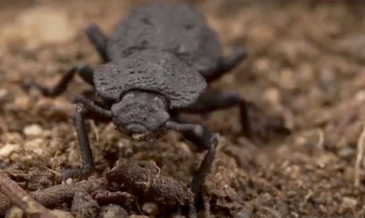 Loài bọ cánh cứng này có thể chịu được một lực tác động lên tới 150N - gấp 39.000 lần trọng lượng cơ thể. Ảnh: CNN