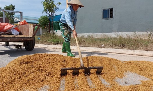 Hộ ông Dương Văn Đức ở xã Cẩm Thành, huyện Cẩm Xuyên, tỉnh Hà Tĩnh bị ướt 2,5 tấn lúa vì ngập lụt nên đang khẩn trương đưa ra đường phơi. Ảnh: Trần Tuấn