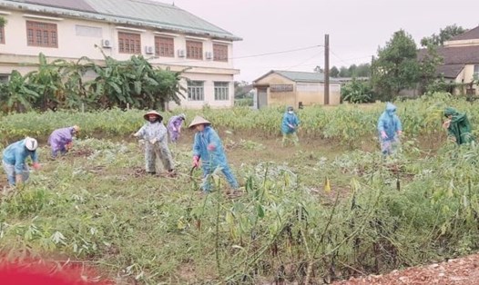 Đoàn viên Công đoàn huyện Cam Lộ giúp người dân thu hoạch sắn chạy lũ. Ảnh: HT.
